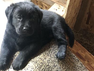 English Labrador Puppies for Sale - Champion Lines