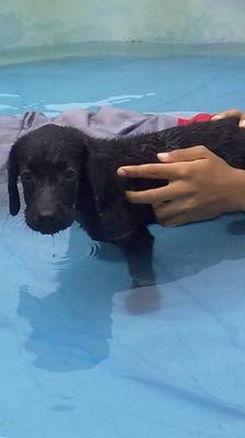 Rocky swims in a swimming pool on a hot afternoon