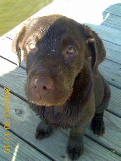 GRACIE AFTER A SWIM