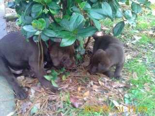 GRACIE WITH RUFUS