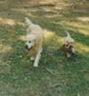 Dudley takes Gretel, and friend, for a walk.