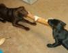 Lily and Daisy Tug of War