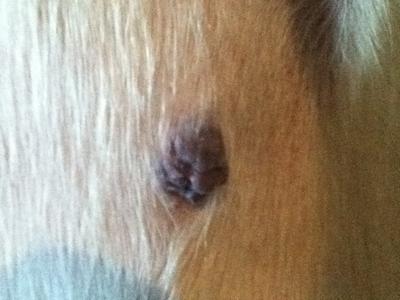 Dog Nipple Tumor