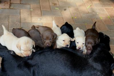 Zena and babies